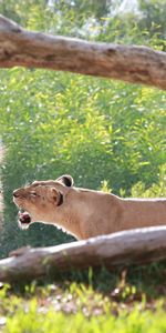 Grass,Predators,Tree,Lioness,Animals,Wood,Lion