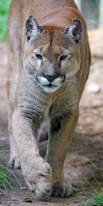 Grass,Puma,Muzzle,Predator,Animals,Big Cat