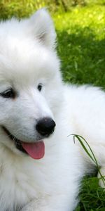 Soja,Samoyedo,Cachorro,Hierba,Animales