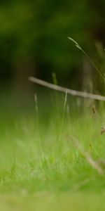 Herbe,Lièvre,Animaux,Lapin