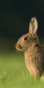 Grass,Rabbit,Hare,Expectation,Waiting,Animals