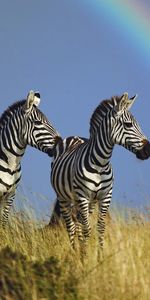 Grass,Rainbow,Pair,Animals,Zebra,Couple