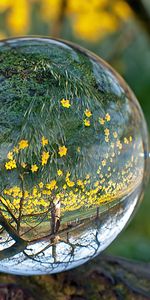 Grass,Reflection,Macro,Transparent,Glass,Ball