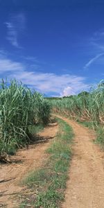 Herbe,Route,Domaine,Champ,Nature