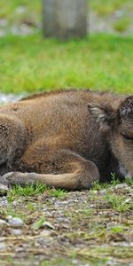 Herbe,Mensonges,Un Rocher,Aurochs,Animaux,Veau,Pierre,Bison