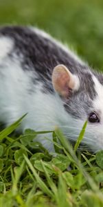 Grass,Rodent,Animals,Clover,Eyes,Rat