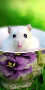 Grass,Rodent,Animals,Cup,Hamster