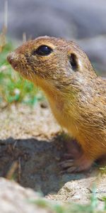 Animales,Hierba,Roedor,Ardilla De Tierra,Ardilla Terrestre