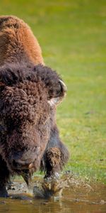 Buffle,Fuyez,Aurochs,Animaux,Herbe,Courir,Bison