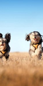 Correr,Viento,Huir,Hierba,Animales,Perros