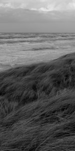 Grass,Sea,Coast,Bw,Landscape,Chb,Nature