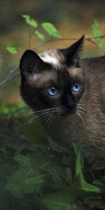 Grass,Shadow,Blue Eyed,Siamese,Animals,Cat