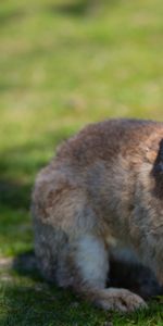 Oreilles,Herbe,Ombre,Lapin,Animaux