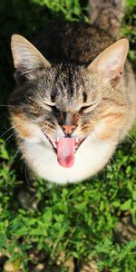 Grass,Shadow,Scream,Concern,Preoccupation,Animals,Cry,Cat