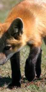 Grass,Shadow,Stroll,Animals,Fox