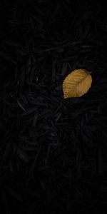 Grass,Sheet,Leaf,Dark