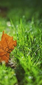 Grass,Sheet,Leaf,Nature,Autumn,Blur,Smooth,Maple