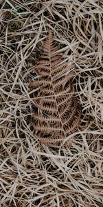 Grass,Sheet,Leaf,Withered,Dry,Rotten,Nature