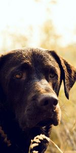 Grass,Shine,Light,Dog,Muzzle,Animals