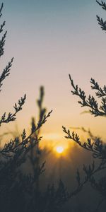 Planter,Nature,Lumière,Herbe,Plante,Briller