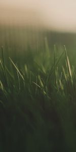 Grass,Shine,Macro,Light,Fog,Dark,Background