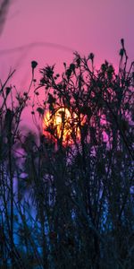 Grass,Shine,Nature,Plant,Light