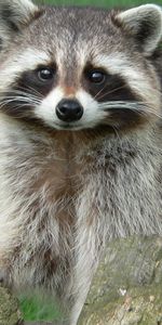 Grass,Sight,Opinion,Log,Raccoon,Animals