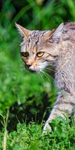 Animaux,Herbe,Vue,Chat Sauvage,Opinion,Chat