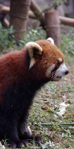 Grass,Sit,Animal,Red Panda,Animals