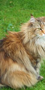 Herbe,Asseoir,S’Asseoir,Duveteux,Pelucheux,Animaux,Chat