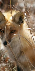 Herbe,Asseoir,S’Asseoir,Cacher,Animaux,Un Renard,Renard