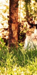 Animaux,Herbe,Asseoir,S’Asseoir,Chasser,Chasse,Chat,Automne