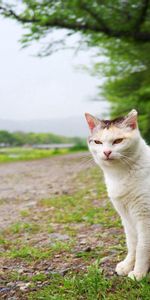 Herbe,Asseoir,S’Asseoir,À Pois,Boutonneux,Polyana,Animaux,Clairière,Chat