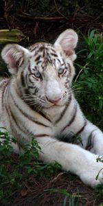 Grass,Sit,Young,Striped,Tiger,Joey,Albino,Animals,Big Cat