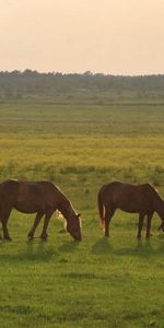 Herbe,Animaux,Sky,Chevaux