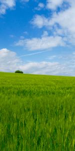 Grass,Sky,Bush,Horizon,Nature,Field