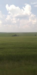 Grass,Sky,Clouds,Horizon,Nature