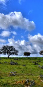 Grass,Sky,Clouds,Summer,Horizon,Nature,Flowers