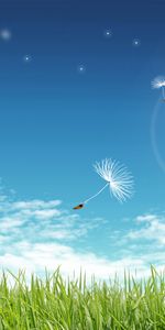 Grass,Sky,Dandelions,Background