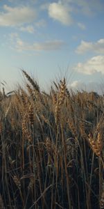 Naturaleza,Hierba,Cielo,Orejas,Espigas,Campo