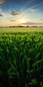 Grass,Sky,Ears,Spikes,Spaciousness,Scope,Nature,Field