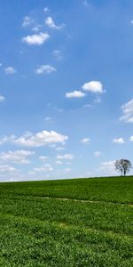 Herbe,Bois,Arbre,Pente,Sky,Nature,Horizon