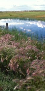 Grass,Sky,Lake,Fencing,Nature,Enclosure,Reflection