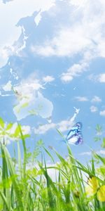 Grass,Sky,Landscape,Butterflies