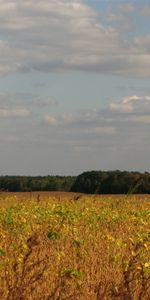 Les Champs,Herbe,Paysage,Sky