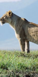 Grass,Sky,Lioness,Observation,Animals