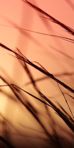 Grass,Sky,Macro,Sunlight