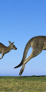 Grass,Sky,Pair,Kangaroo,Field,Bounce,Jump,Animals,Couple