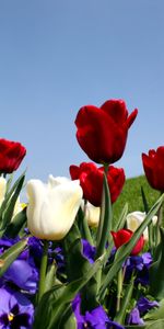 Grass,Sky,Pansies,Slope,Flowers,Tulips