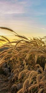 Grass,Sky,Rays,Beams,Ears,Dry,Spikes,Nature